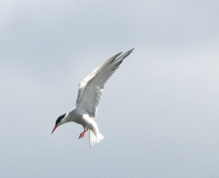 Common Tern © Rob Burns 2019