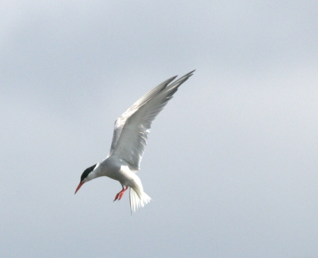 Common Tern © Rob Burns 2019