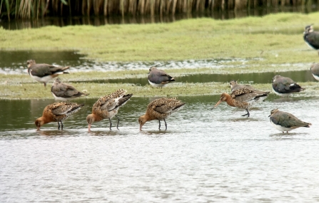 Black-tailed Godwits © Richard Scott 2019