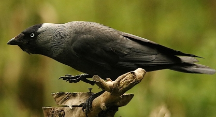 Jackdaw - AdelDam