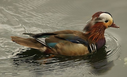 Mandarin - Adel Dam