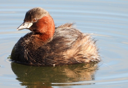 Little_grebe AdelDam