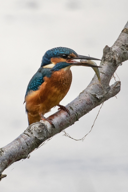 Kingfisher © Adrian Andruchiw 2019