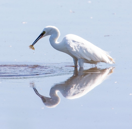 Little Egret © Vernon Barker 2019