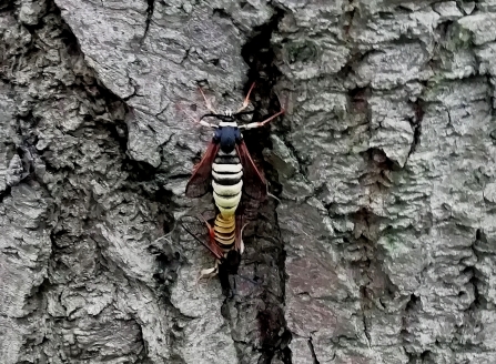 Lunar Hornet Moths © Pauline Greaves 2019