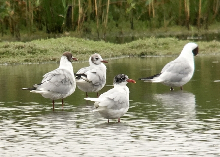 Mediterranean Gull © Richard Scott 2019