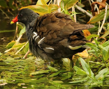 Moorhen-AdelDam