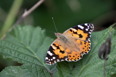 Painted Lady © Adrian Andruchiw 2019