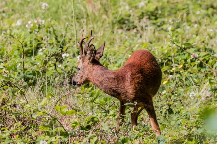 Roe Deer © Roger Hancocks 2019