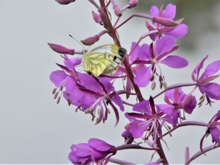 Green-veined White - Adel Dam