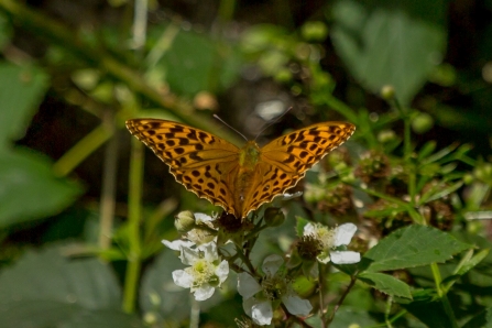 Silver-washed Fritillary © Derek Parker 2019