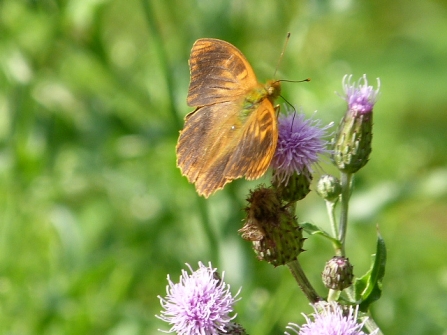 Silver-washed Fritillary aberration © Darren Wozencroft 2019
