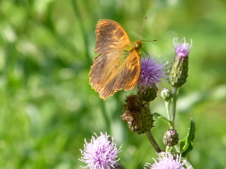 Silver-washed Fritillary aberration © Darren Wozencroft 2019