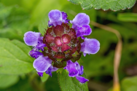 Selfheal © Derek Parker 2019