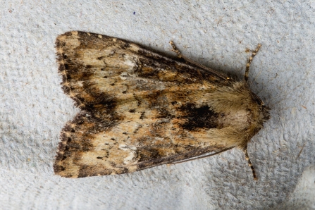 Slender Brindle © Derek Parker 2019