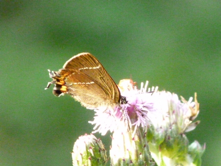 White-letter Hairstreak © Darren Wozencroft 2019