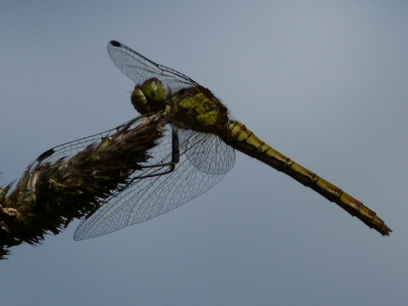 female Common Darter © Darren Wozencroft 2019