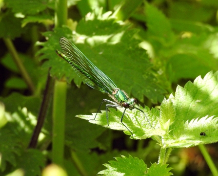 female Banded Demoiselle © Richard Scott 2019