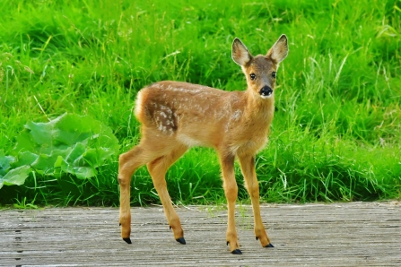 Roe Deer fawn © Matthew Christou 2019