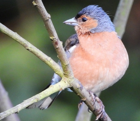 Chaffinch - AdelDam