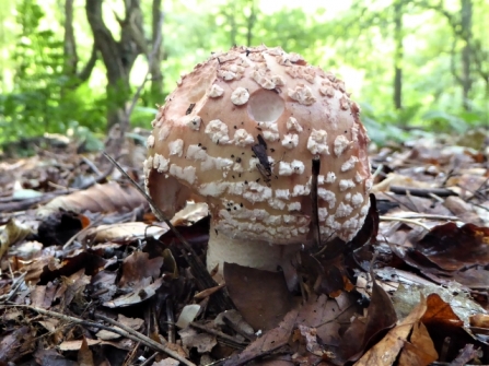Blusherfungus - AdelDam