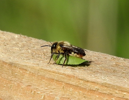 Leef-cutter Bee sp © Richard Scott 2019