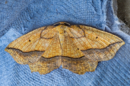 Bordered Beauty © Derek Parker 2019