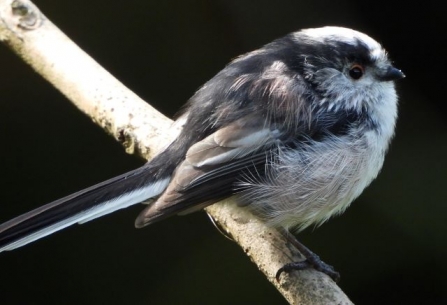 Long-tailed tit - AdelDam