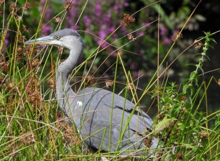 Grey Heron - AdelDam