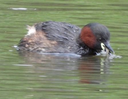 LittleGrebe - AdelDam
