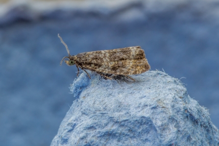 Celypha lacunana © Derek Parker 2019