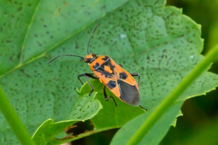 Cinnamon Bug © Derek Parker 2019