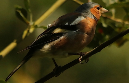 Chaffinch - AdelDam