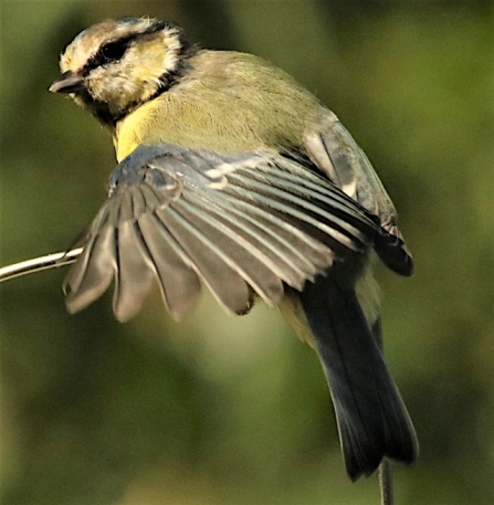 Blue tit - Adel Dam
