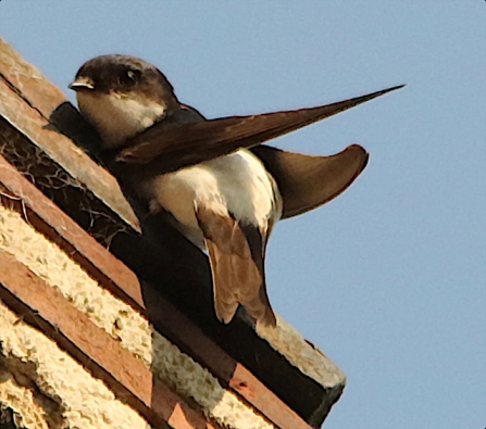 HouseMartin - AdelDam