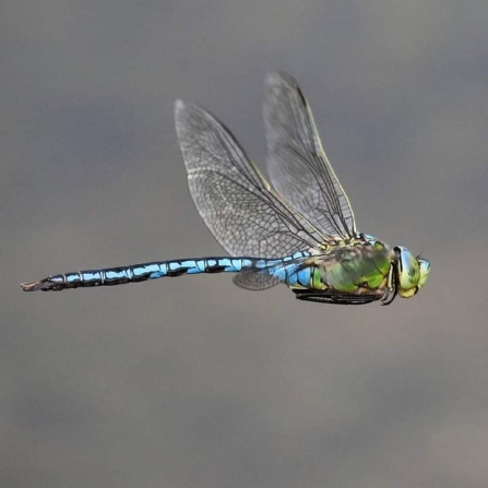 Emperor Dragonfly © Gary Binder 2019