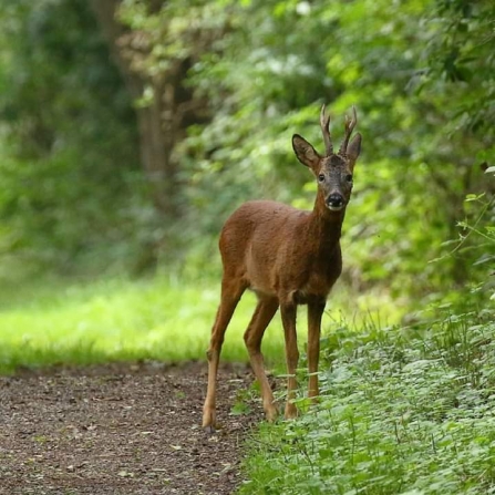 Roe Deer © Gary Binder 2019