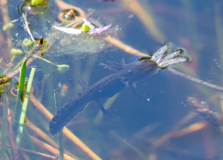 Great Crested Newt eating a dragonfly © Darren Ward 2019