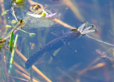 Great Crested Newt eating a dragonfly © Darren Ward 2019