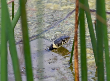 Grass Snake © Darren Ward 2019