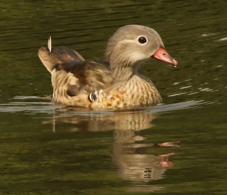 Mandarin - AdelDam