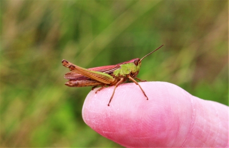 Meadow Grasshopper © Keith Lynes 2019