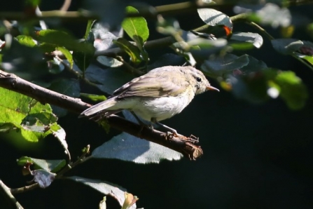 Chiffchaff - AdelDam