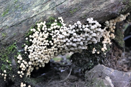 MycenaPseudocorticola - AdelDam