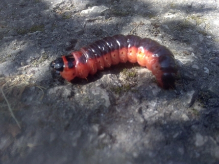 Goat Moth caterpillar © India Ashfield 2019