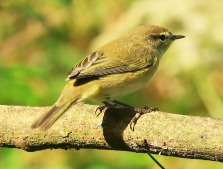 Chiffchaff - AdelDam