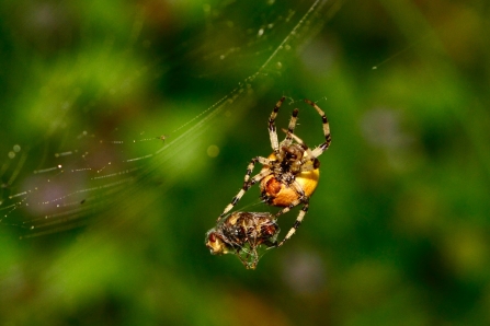 spider and prey © Ron Parke 2019