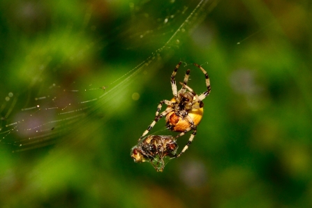 spider and prey © Ron Parke 2019