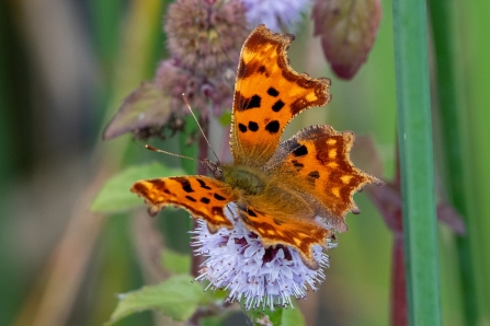 Comma © Darren Ward 2019