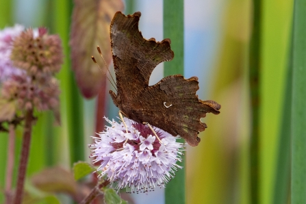 Comma © Darren Ward 2019